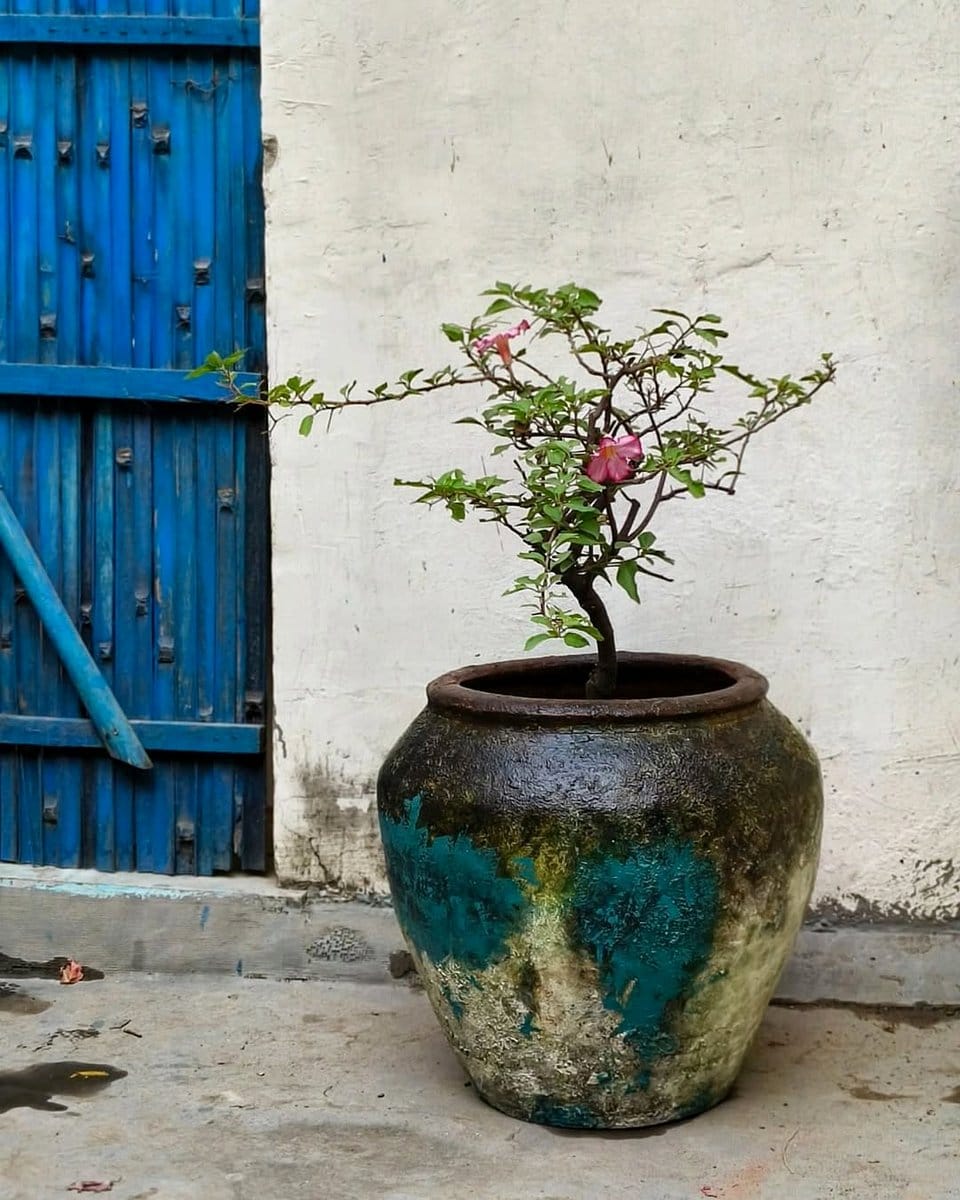 fern fronds in rustic pots