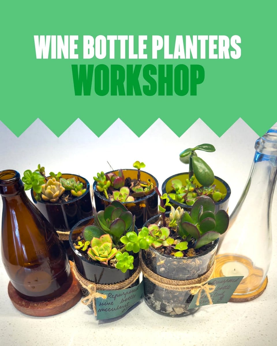 wine bottle terrarium planters