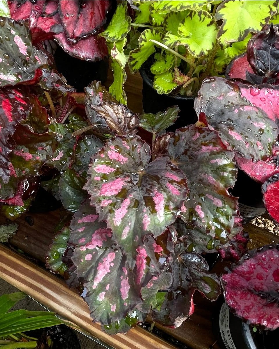 begonia with colorful blooms