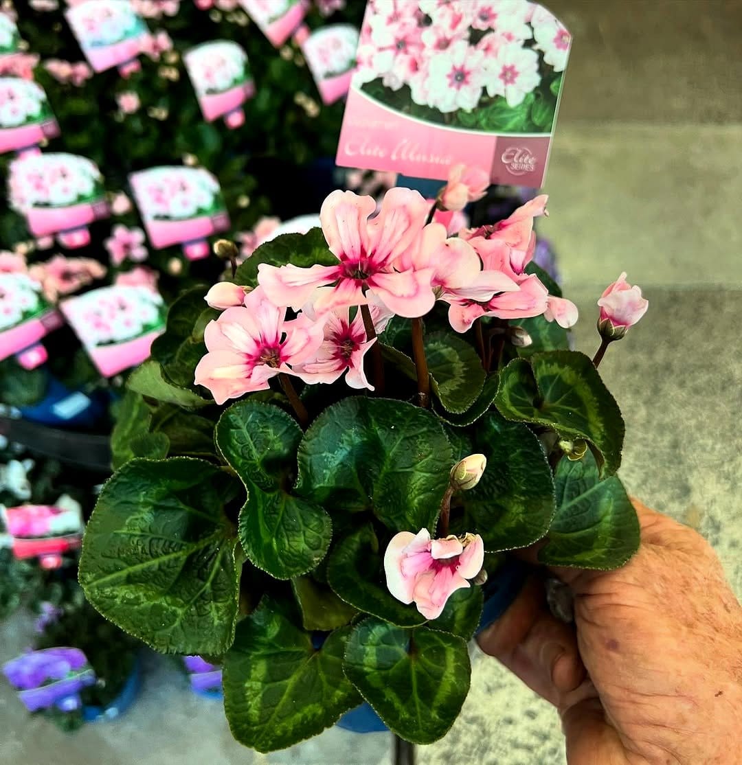 cyclamen with pink flowers