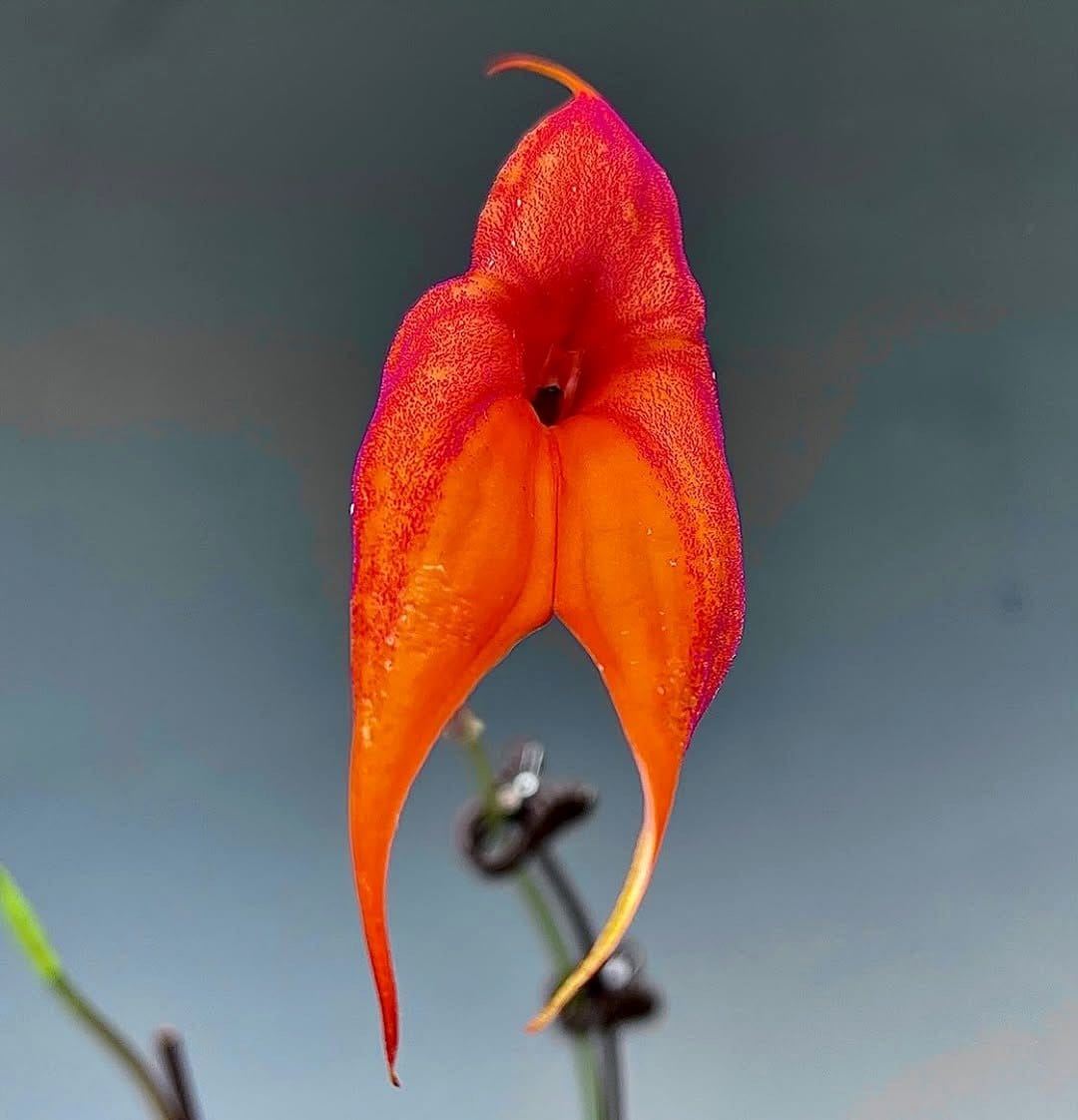 bright orange Masdevallia Veitchiana flower