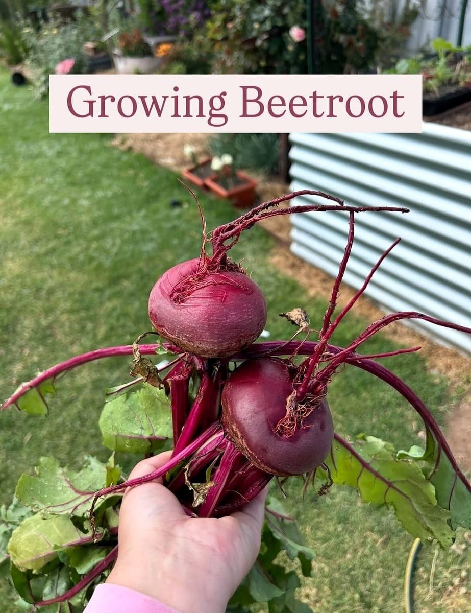beetroot growing with cabbage heads