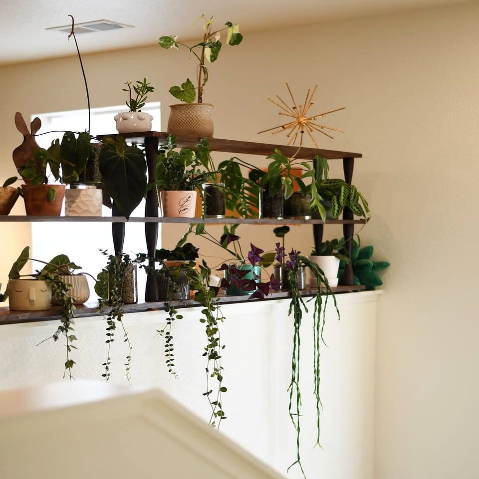 Cozy indoor plant setup with wool wraps