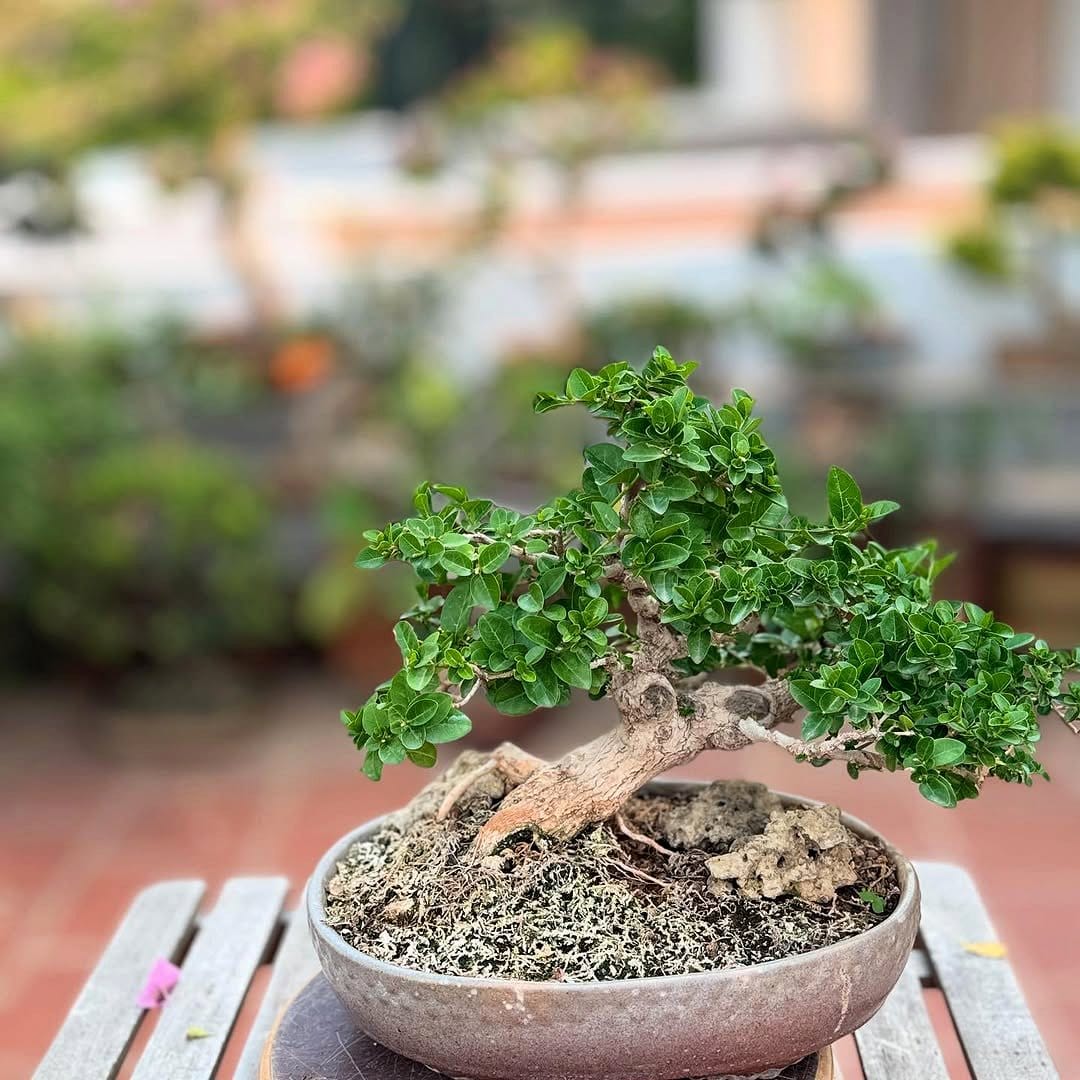 miniature bonsai tree on a dresser