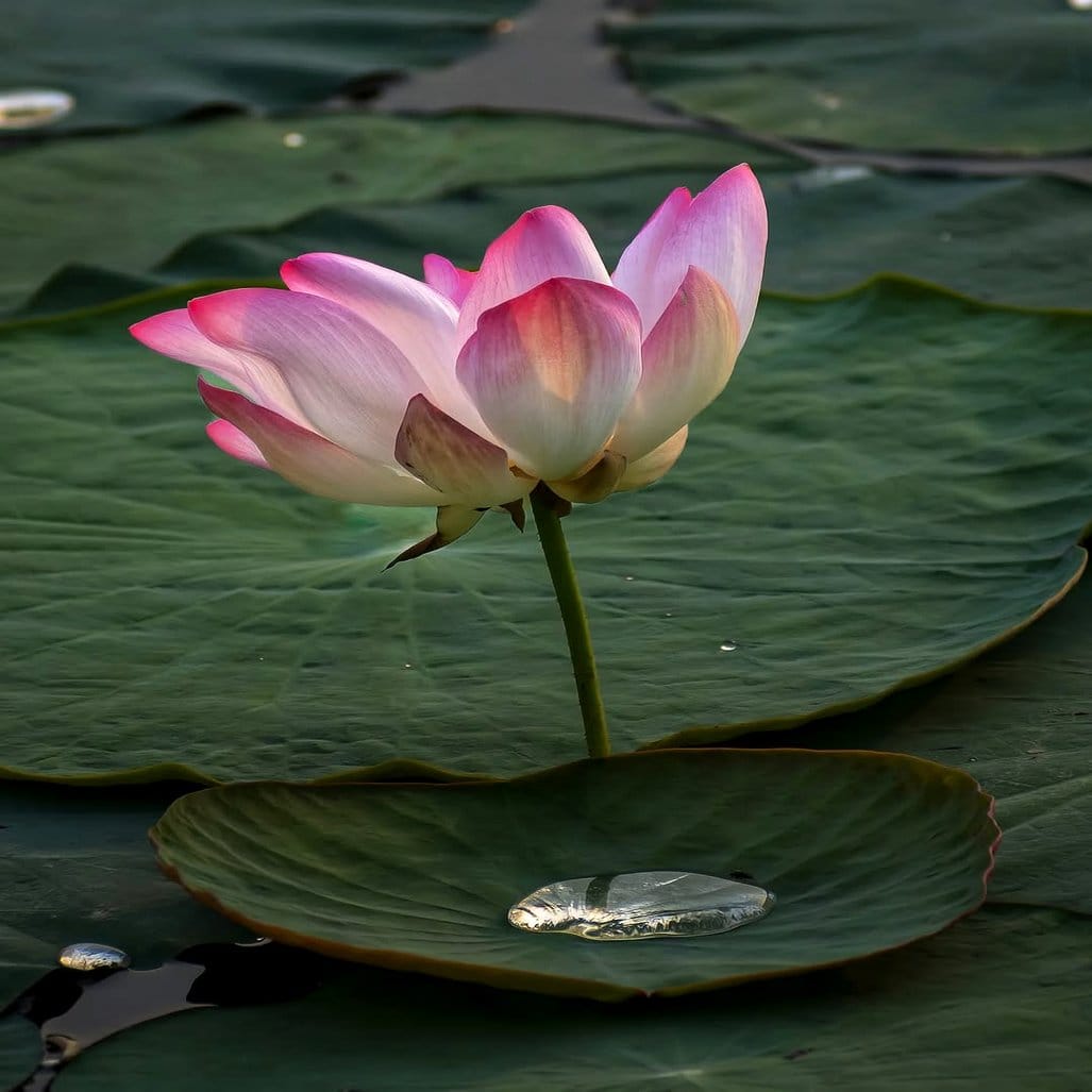 Elegant floating lotus flower arrangement