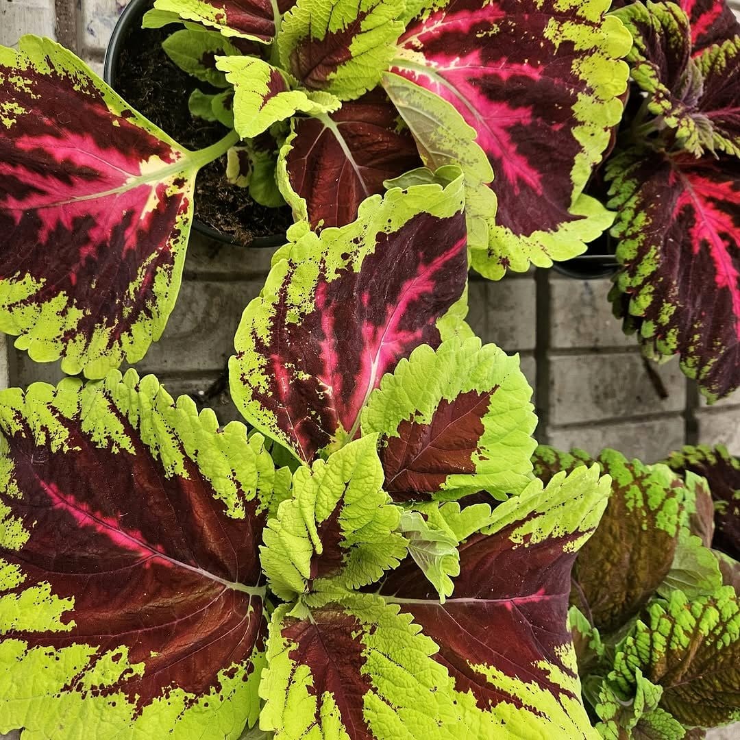 rainbow coleus in planter
