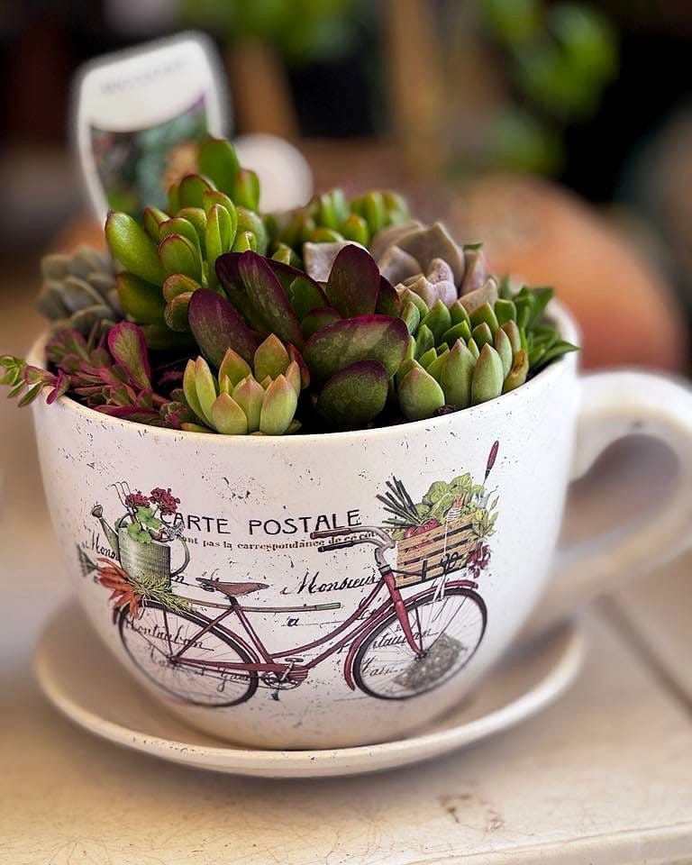 antique teacup with succulents