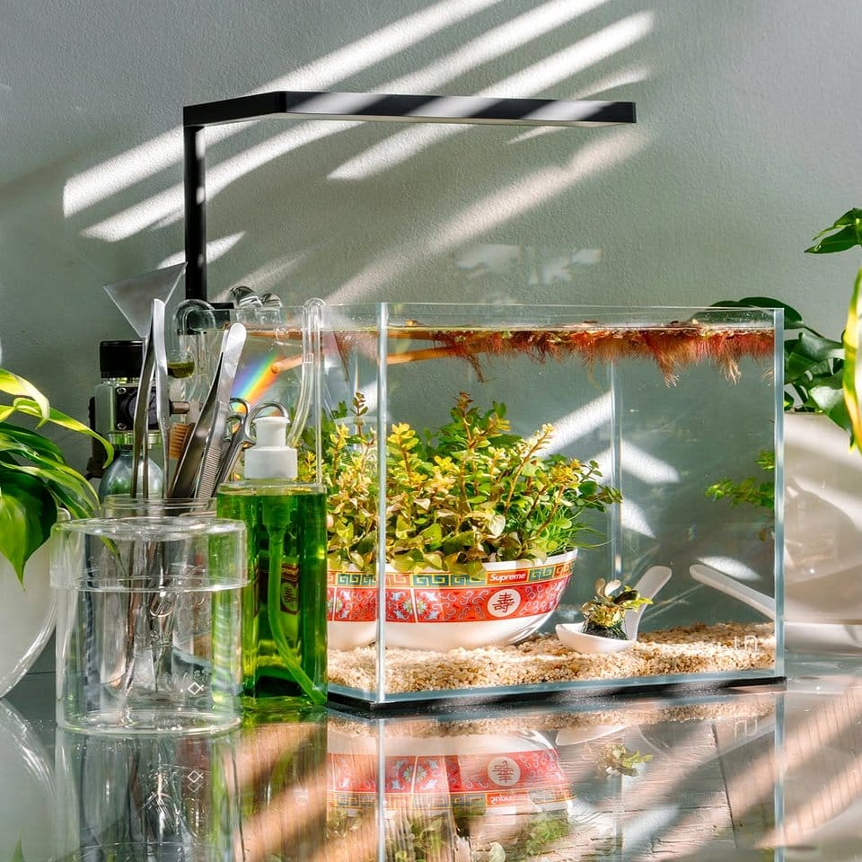 Elegant glass jar aquascape with aquatic plants