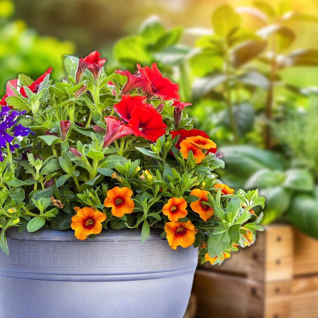 herbs in colorful containers