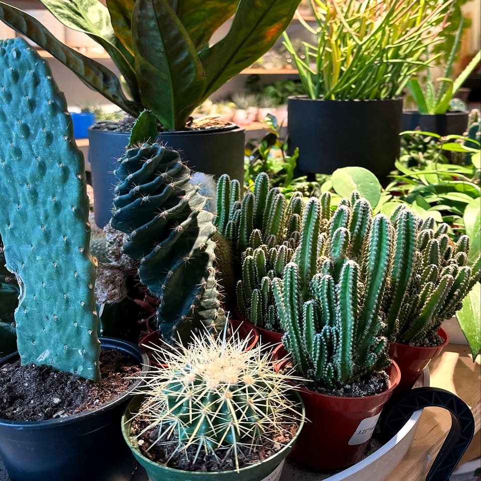 Cacti and ferns in mismatched pots