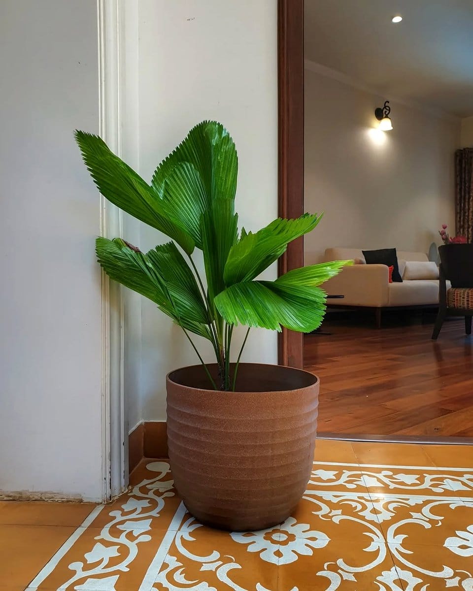 Lush green indoor plant collection