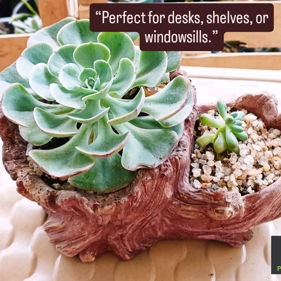 Weathered driftwood plant stand with succulents