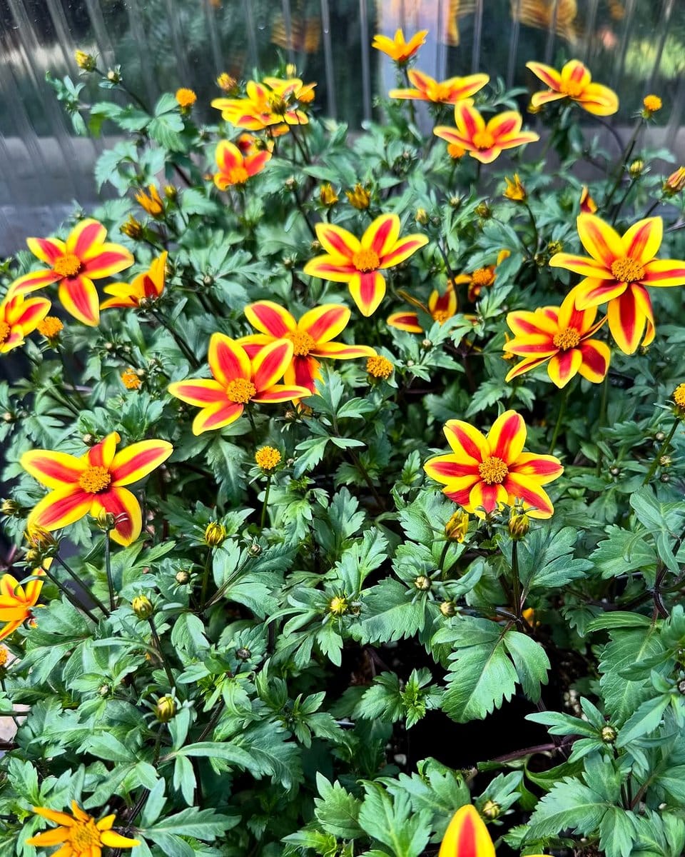 yellow bidens flowers in basket