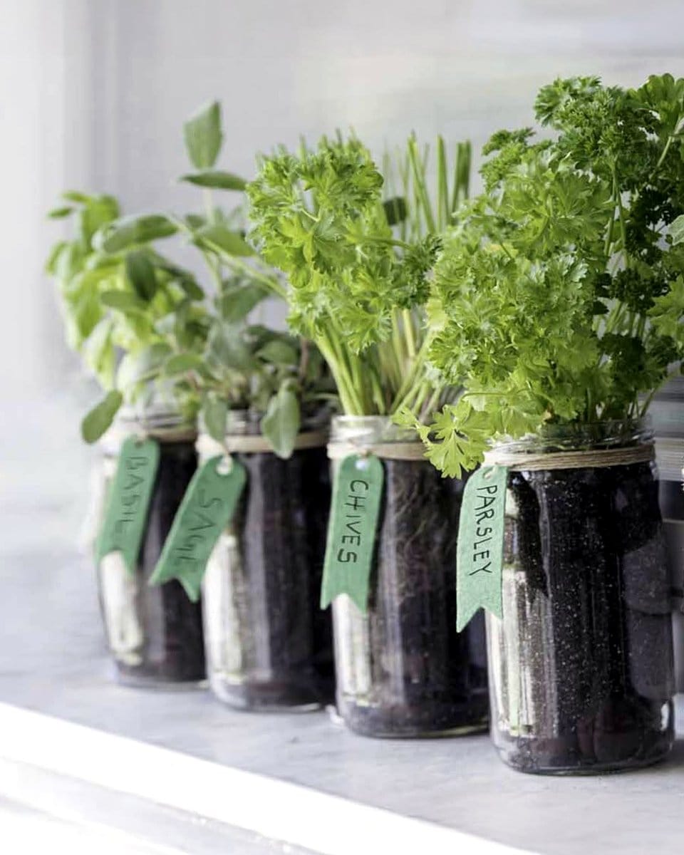 self-watering pots with parsley and chives