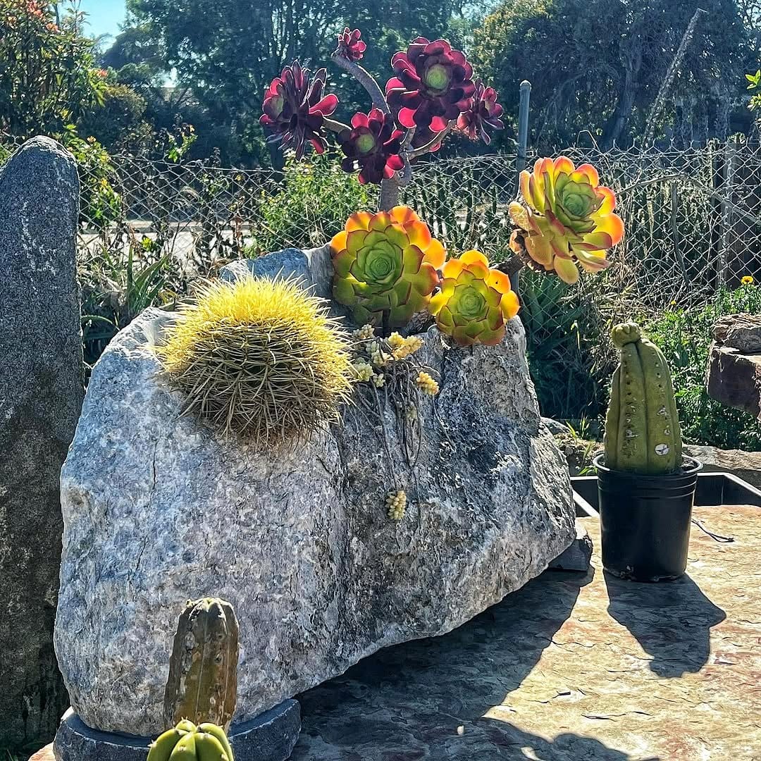 organic stone planter with succulents