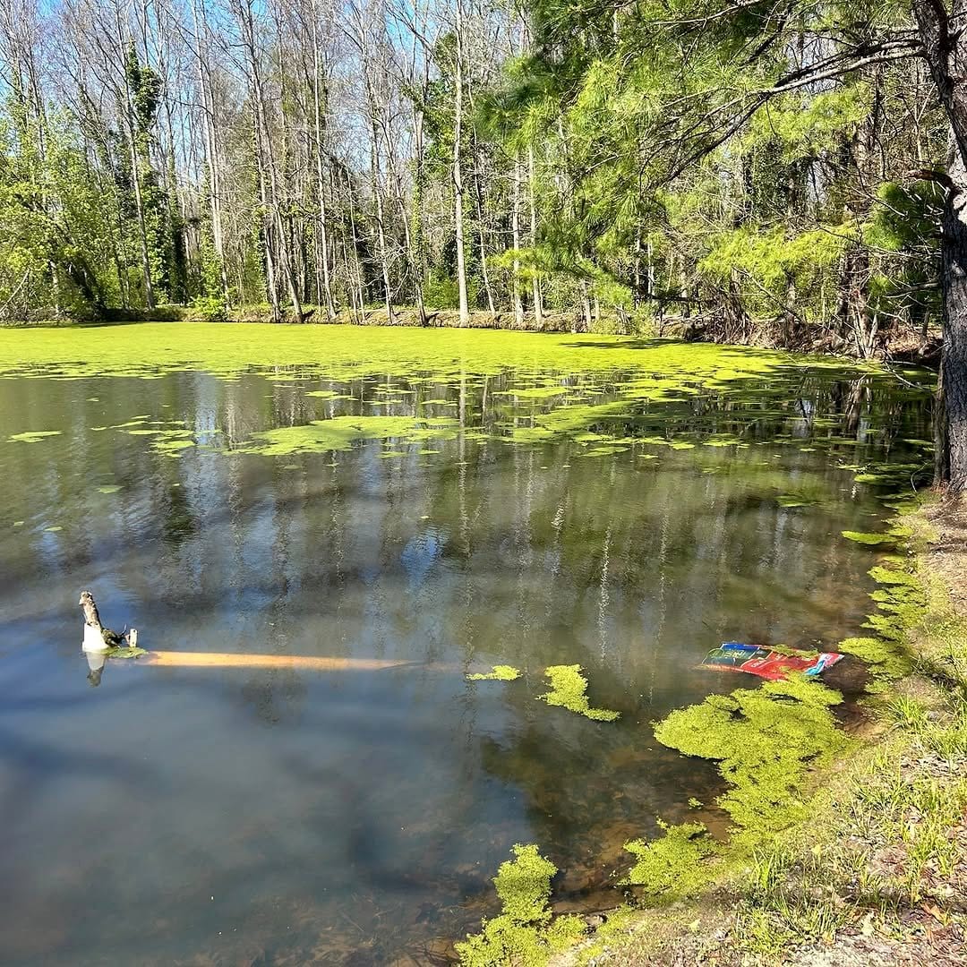 duckweed in a small pond