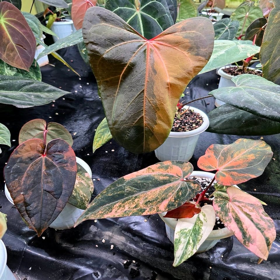 Diverse plant collection with various leaf shapes