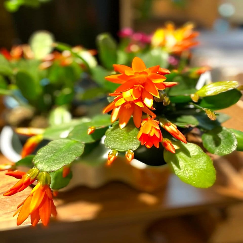 Cherry blossom petal-decorated window sill