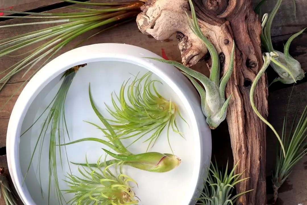 glass bowl with rare tillandsia