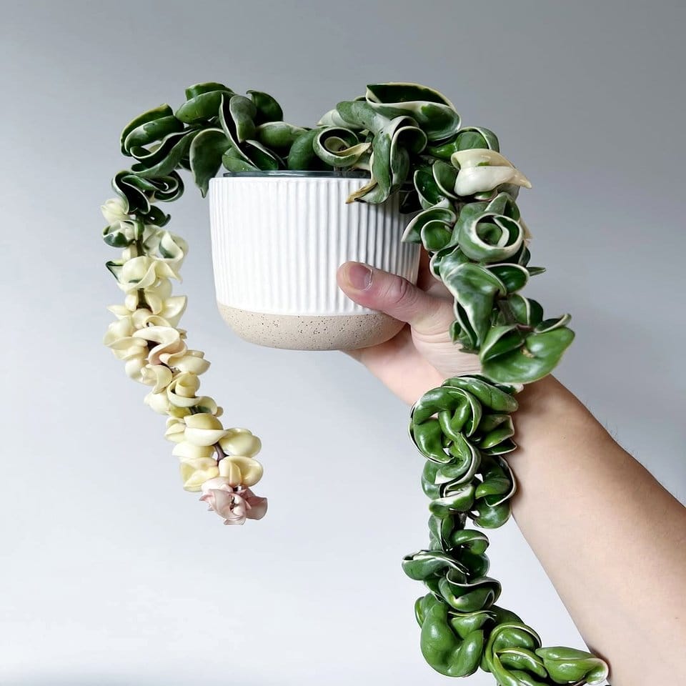 Cactus and rope table centerpiece display