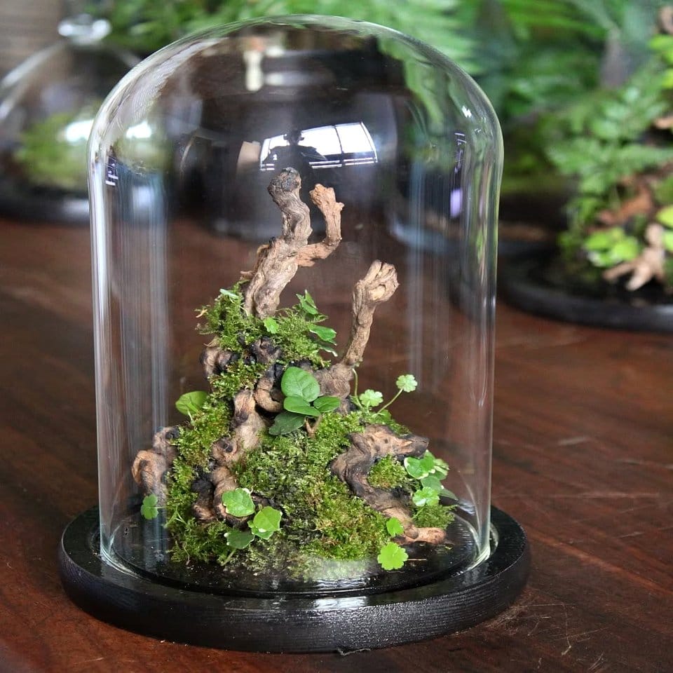 Moss terrariums on a wooden shelf
