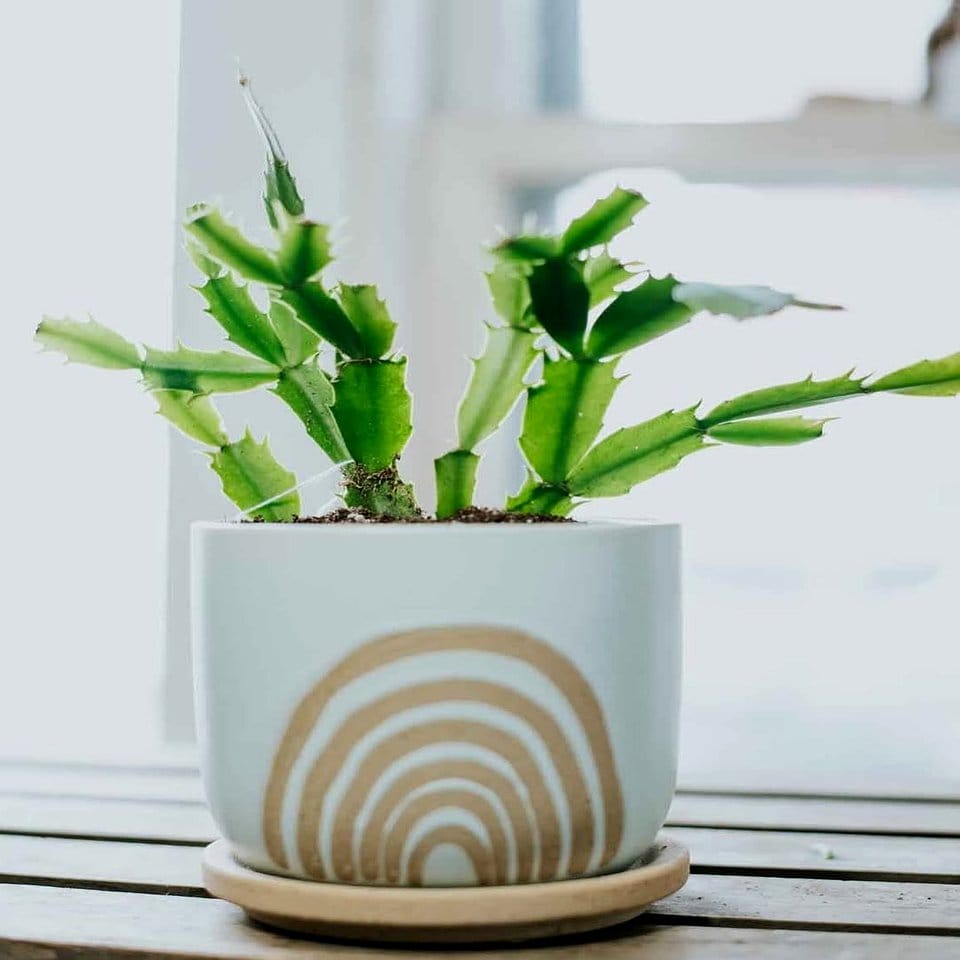 Handcrafted ceramic pot with desert plants