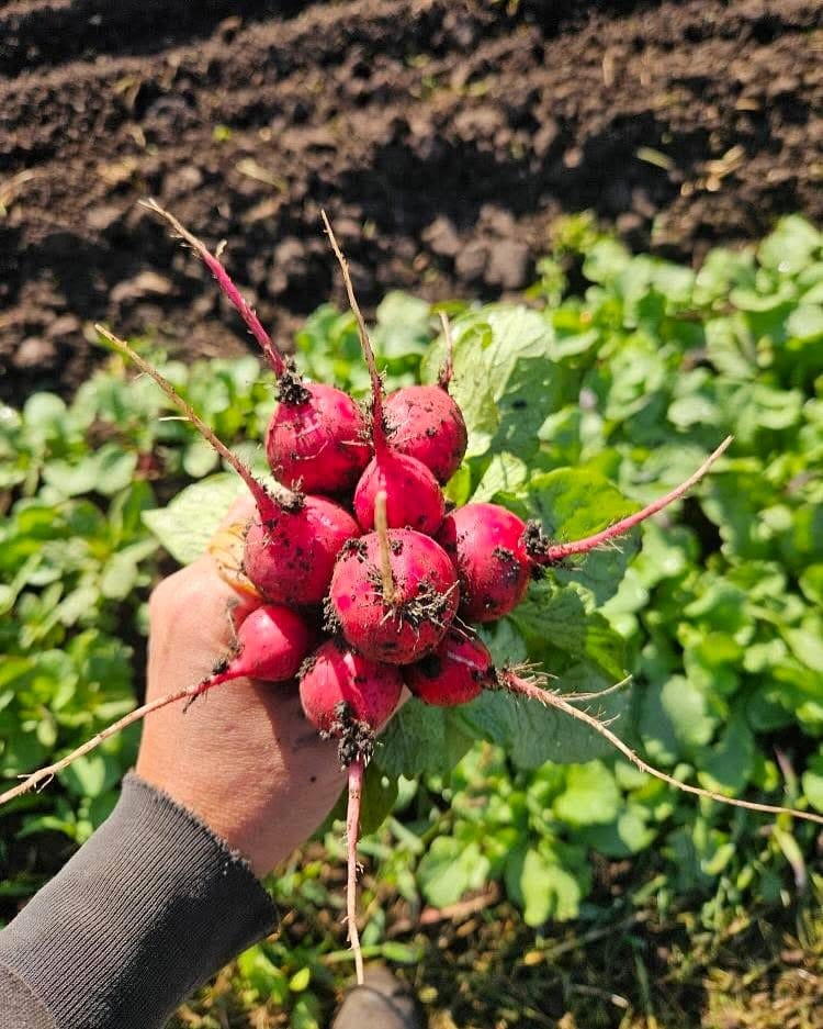 vibrant red radishes in soil