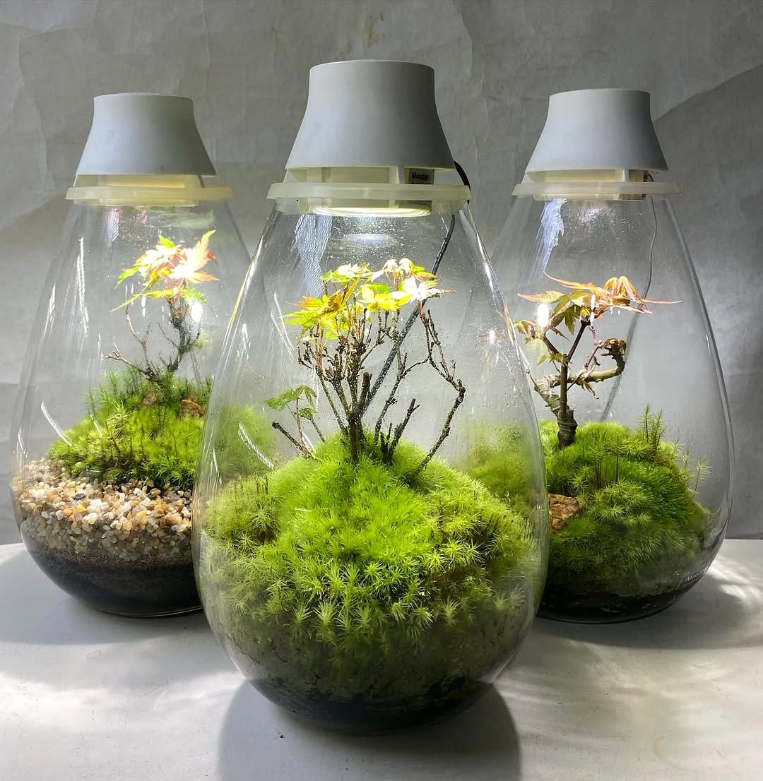 illuminated terrarium with LEDs