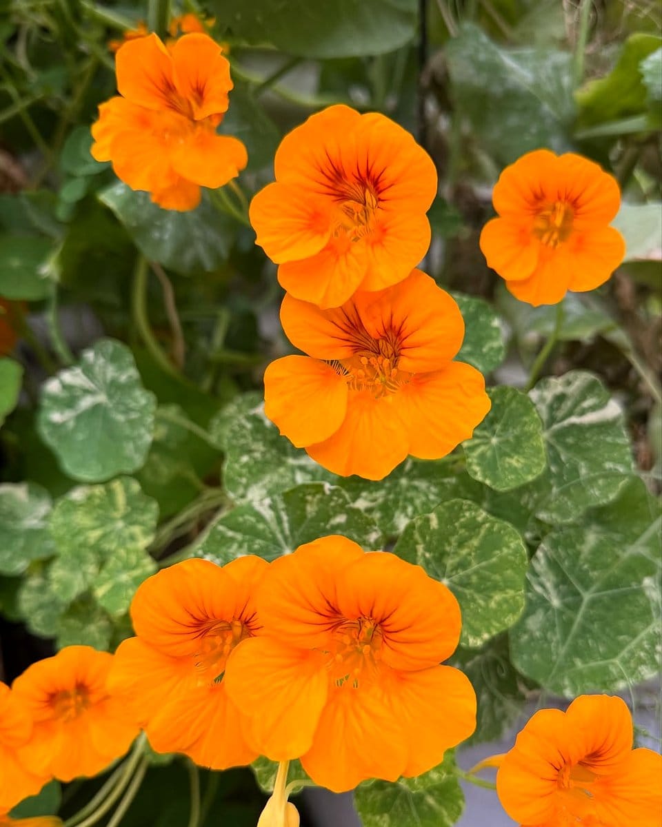 orange nasturtiums in planter