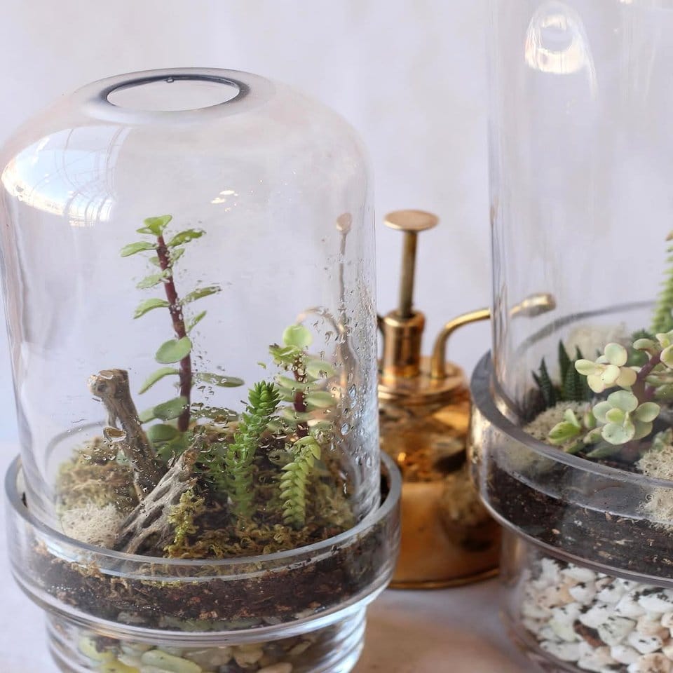 Modern glass terrarium with mixed succulents