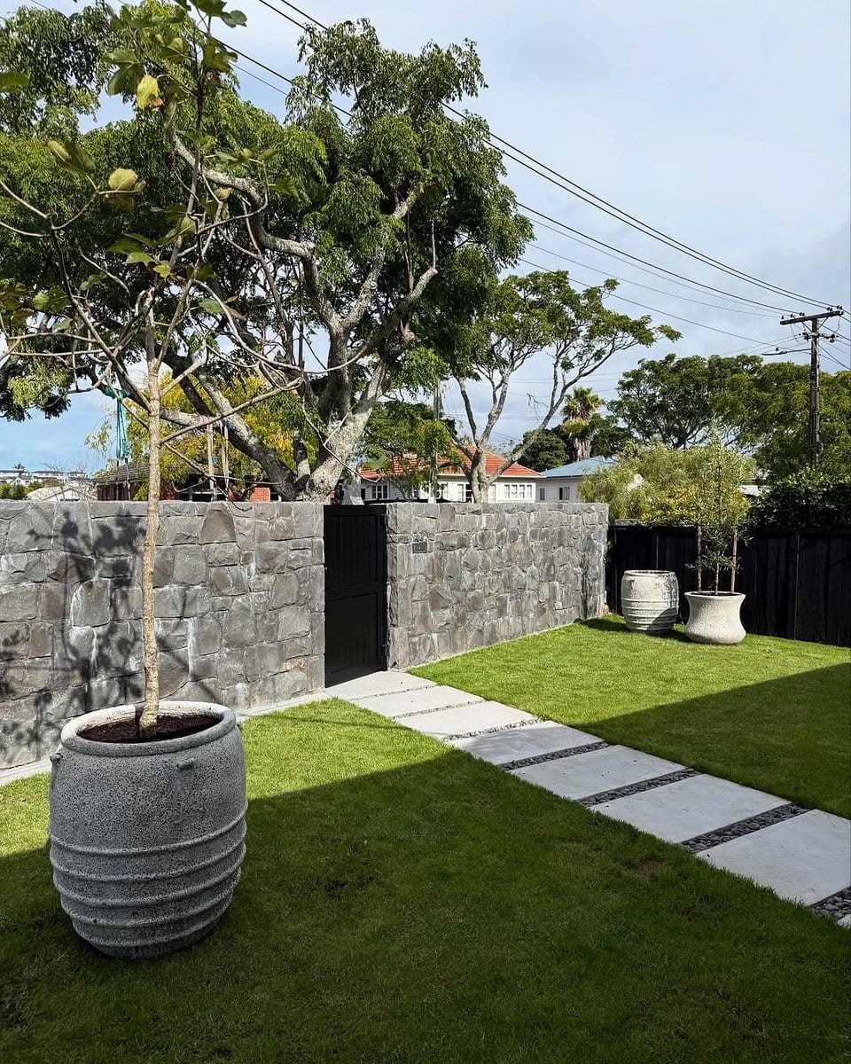 patio compact olive tree