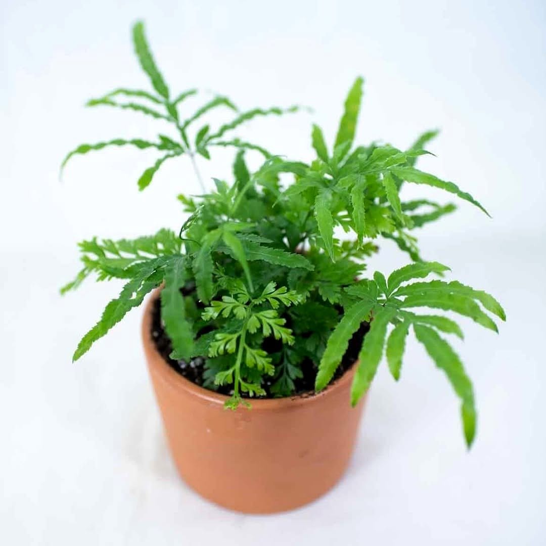 maidenhair fern in decorative pot