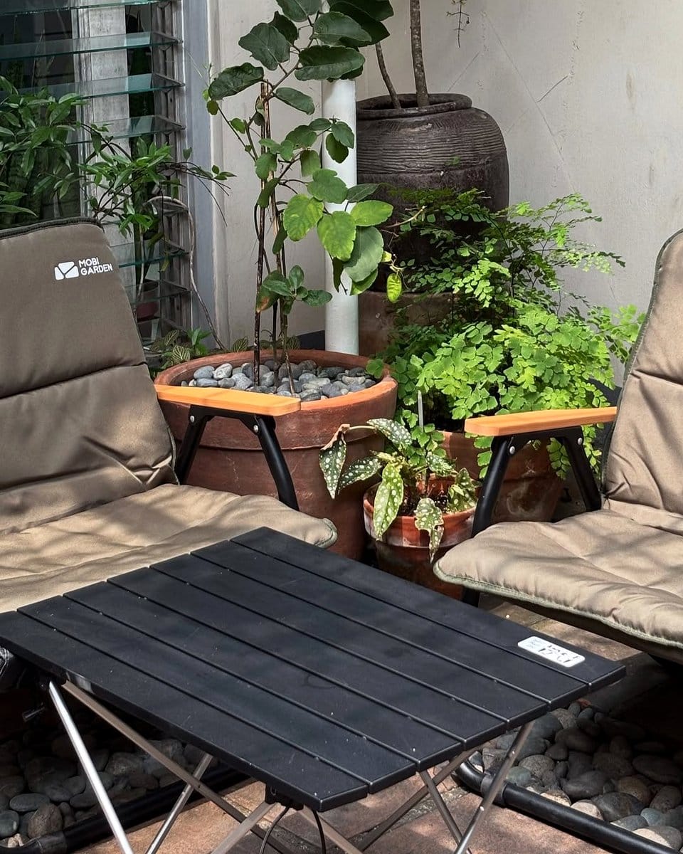 fittonia plant on coffee table