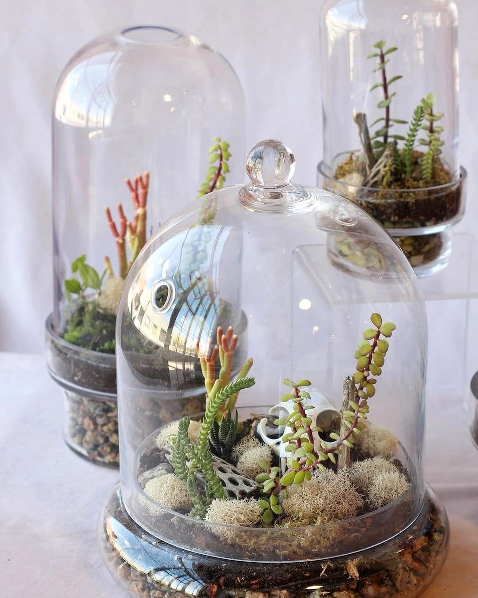 elegant glass terrarium with succulents