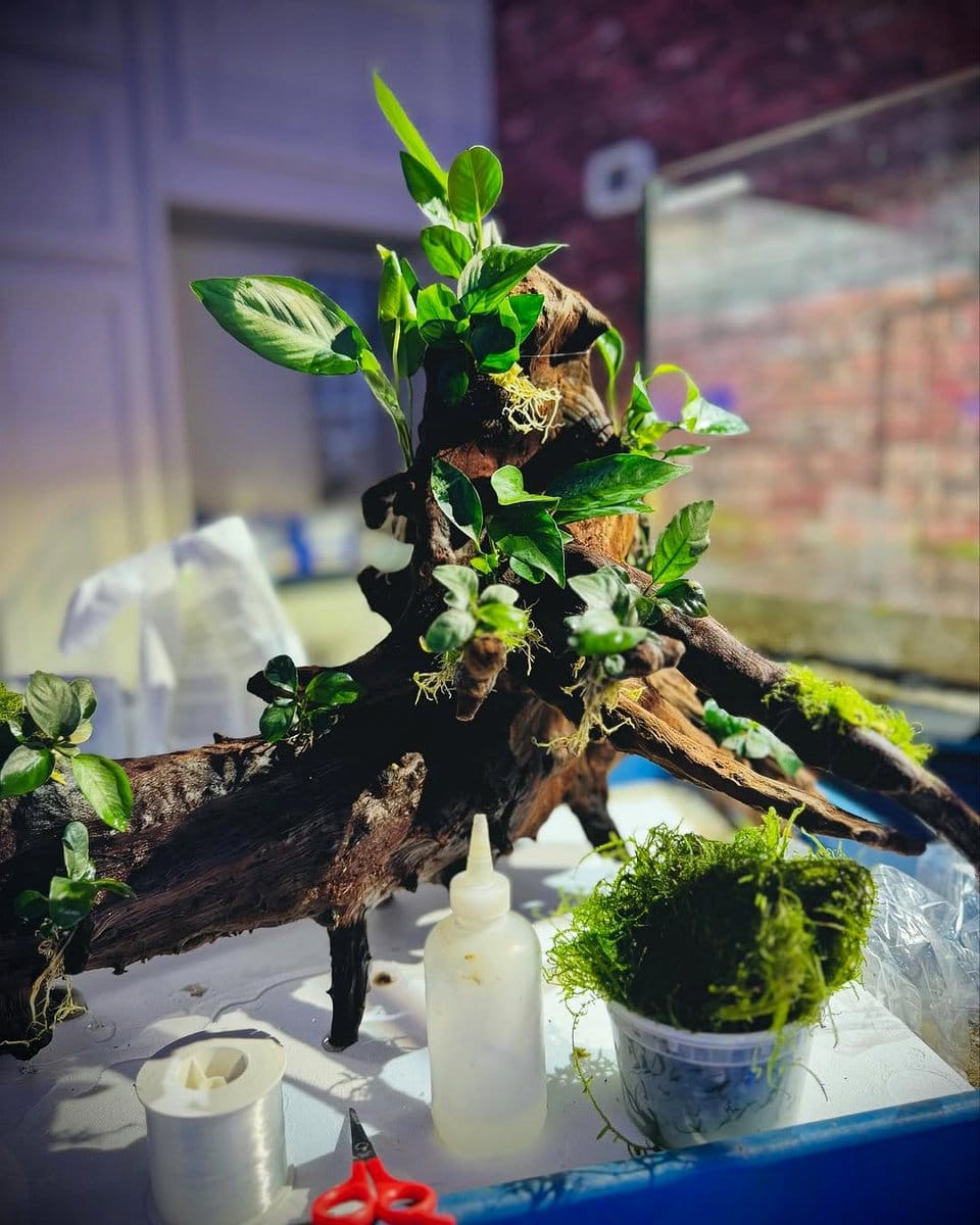 anubias attached to driftwood