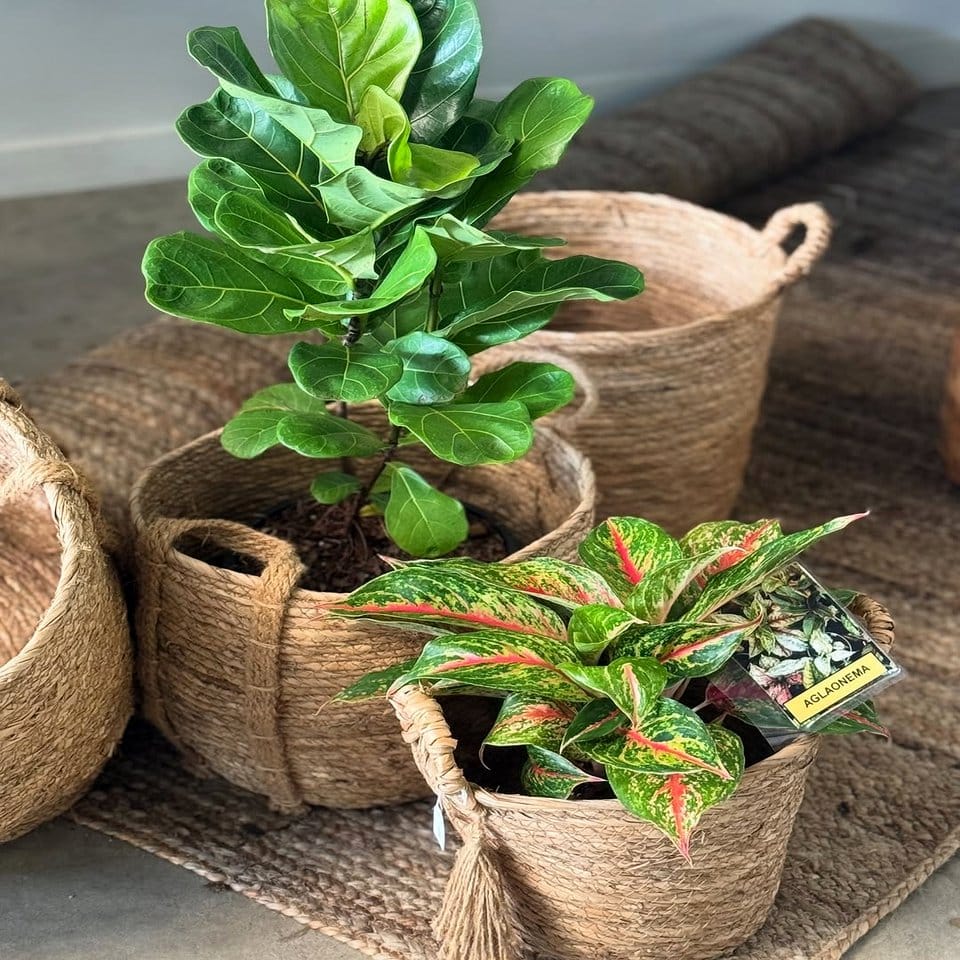 Gift-ready plant with alpaca wool wrap