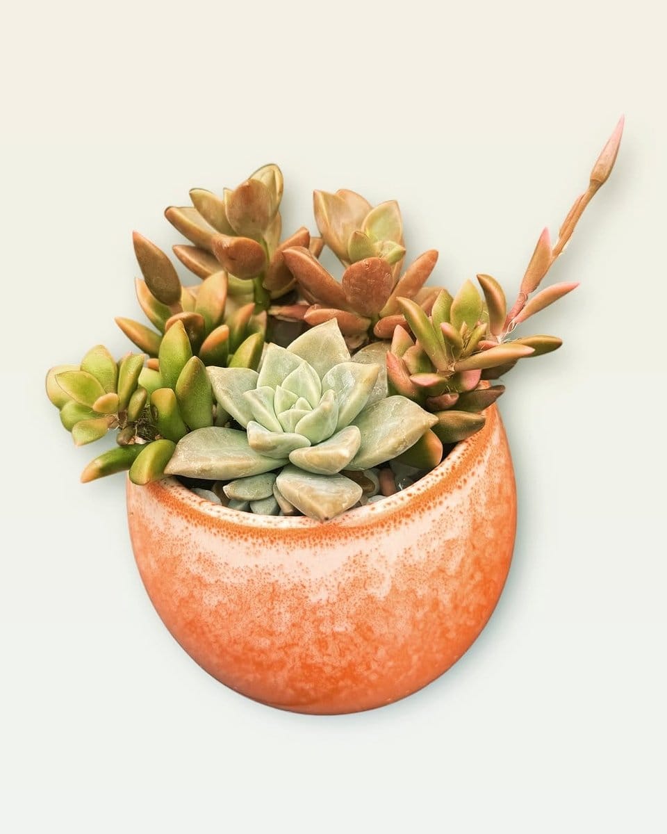 arranged succulents in briefcase