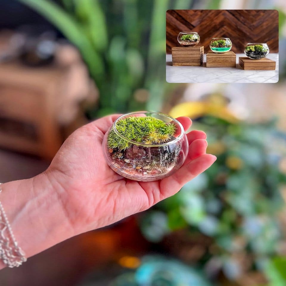Glass terrarium with miniature plants