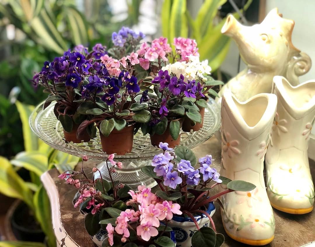 african violet in small pot