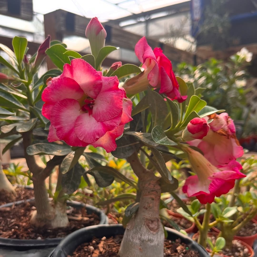 Striking desert roses in terracotta pots