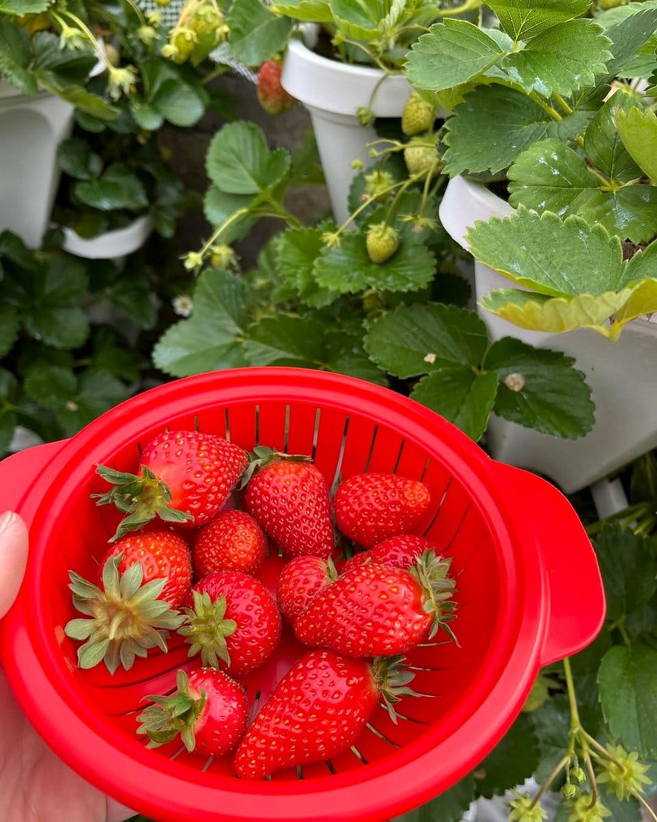 strawberry plants in hydroponic tower