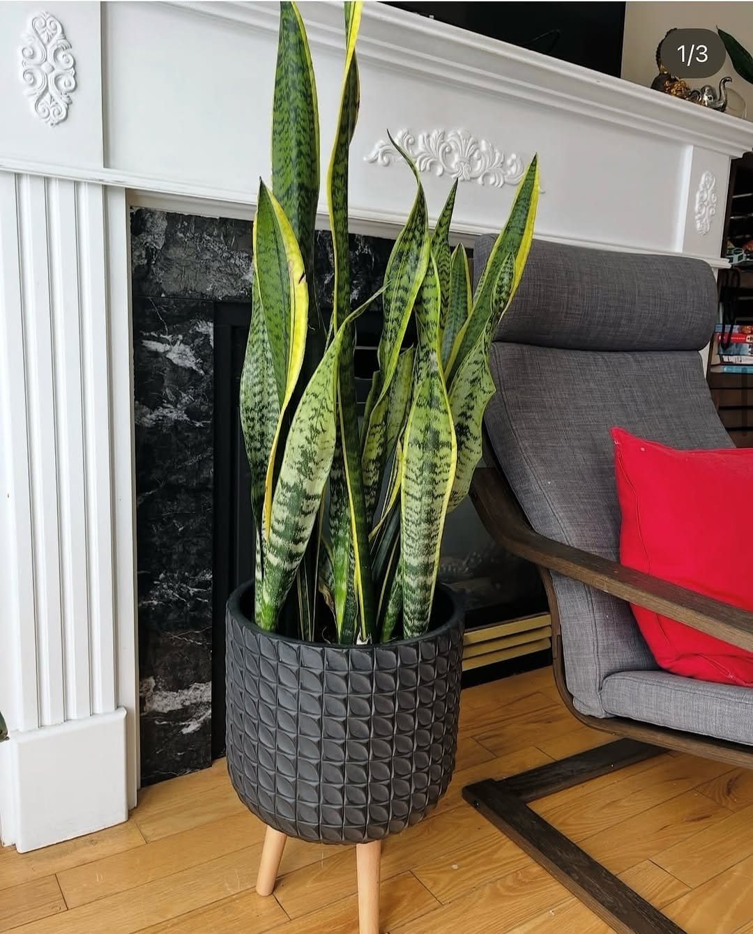 Minimalist snake plant in sleek black pot