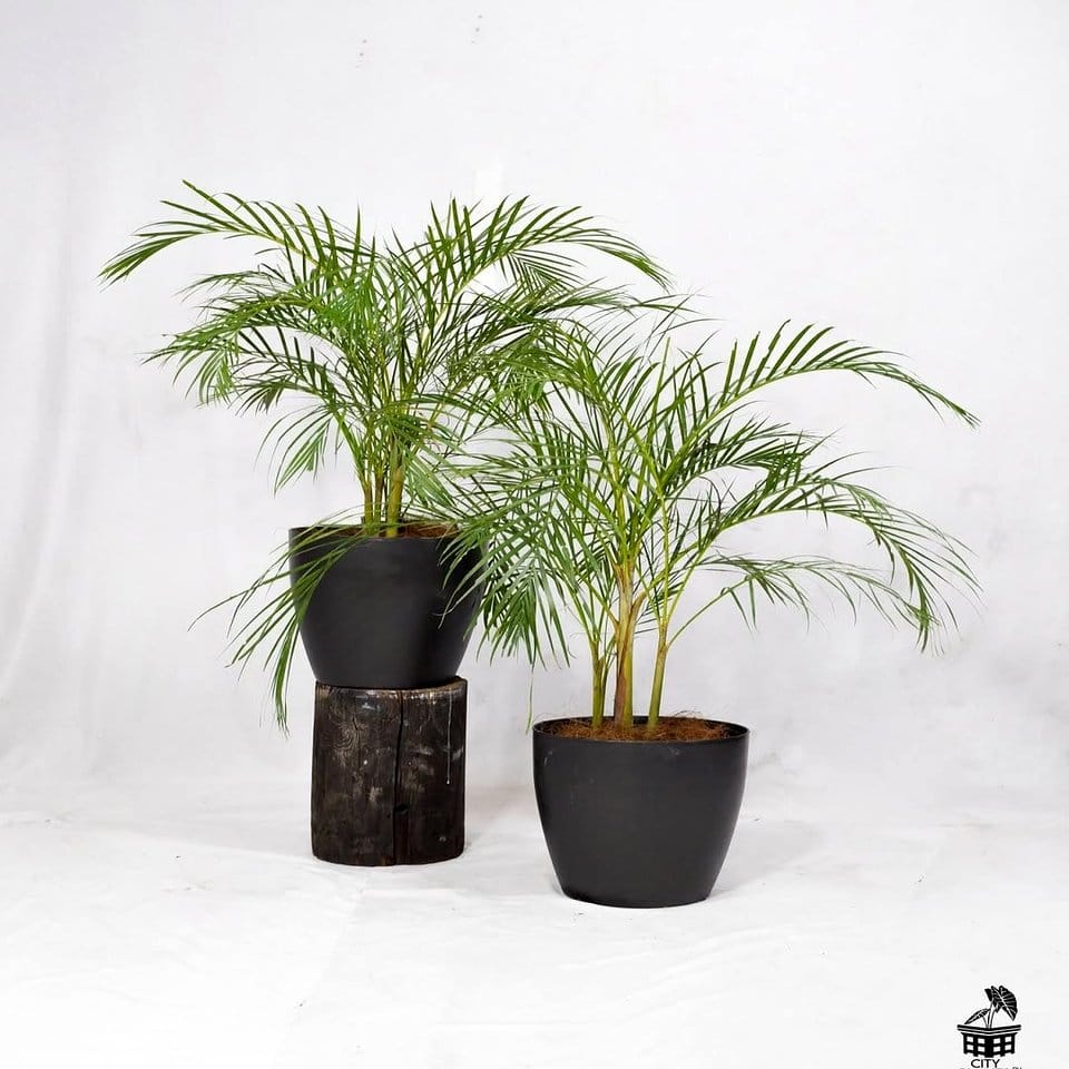 Majesty palm with tall fronds in airy living room