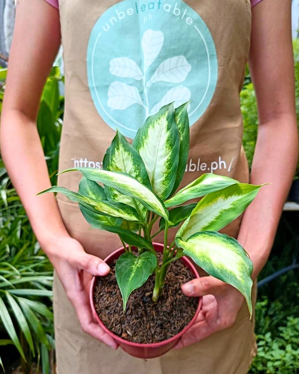 dieffenbachia on office shelf
