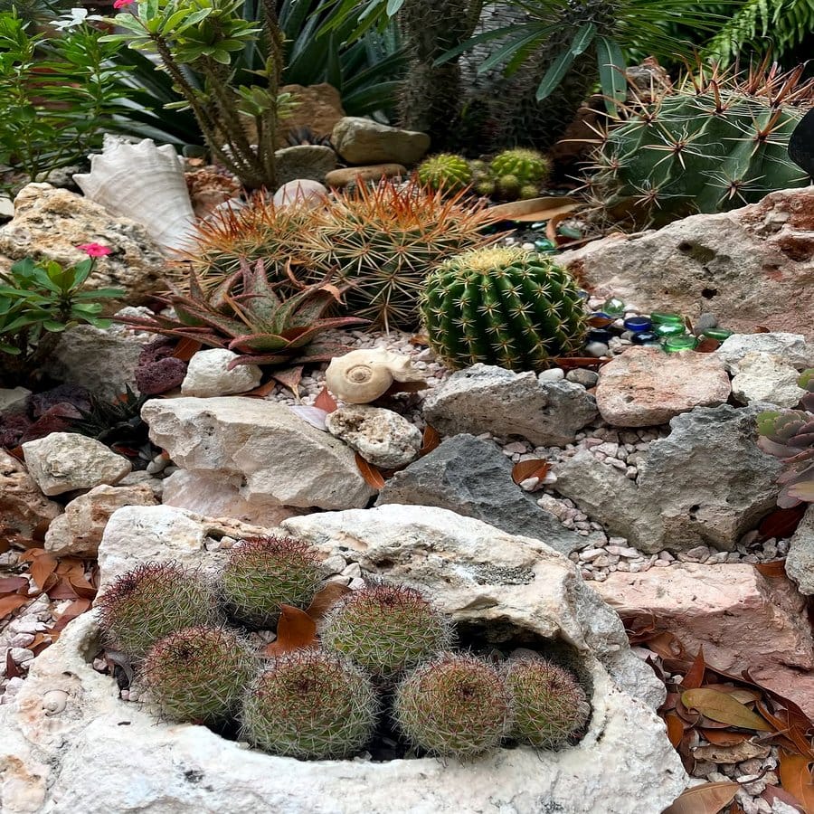 Cactus garden with lava rocks
