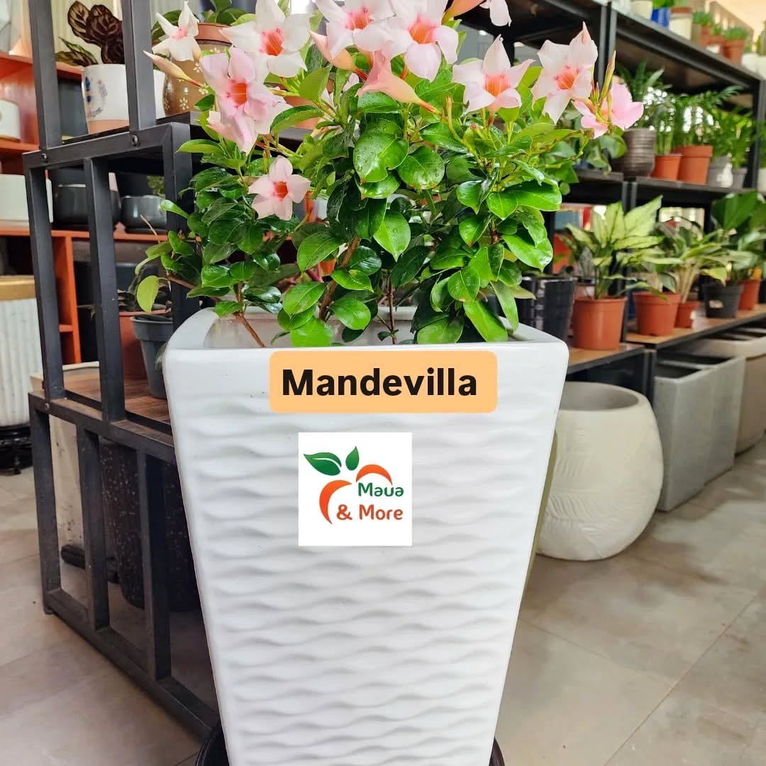 trumpet vine in a large container