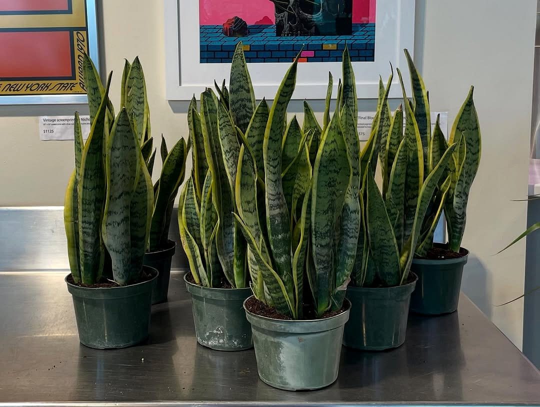 aspidistra plants in pot