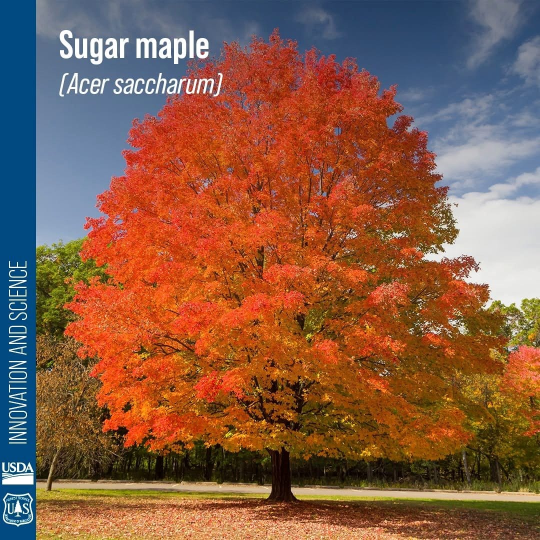 sugar maple tree with orange leaves