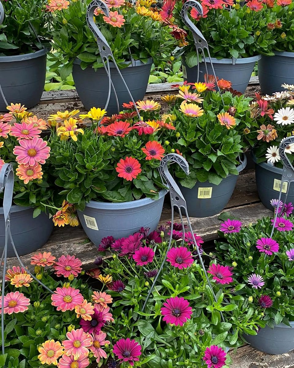osteospermum flowers in hanging basket