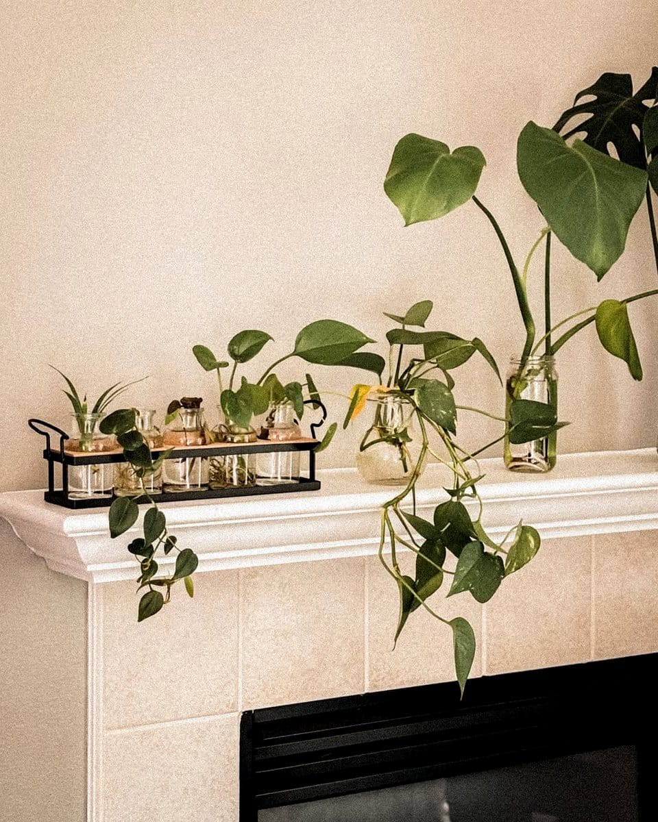 large monstera plant in corner